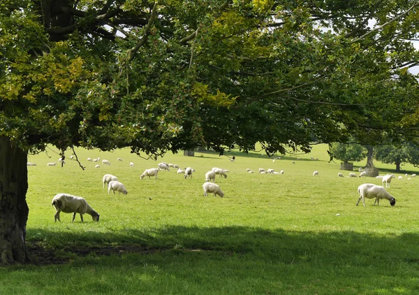 Sheep resting in field — Stock Photo, Image