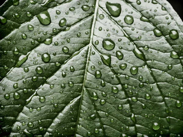 Gotas de lluvia en la hoja —  Fotos de Stock