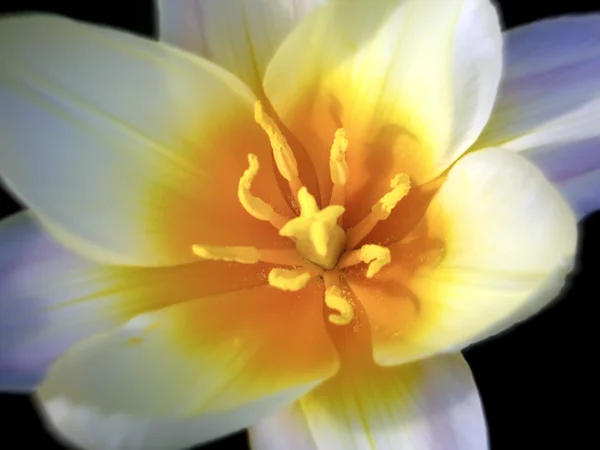 Primo piano testa di fiore bianco — Foto Stock