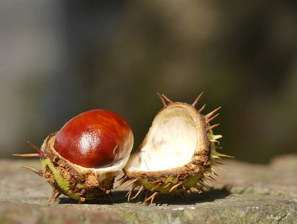 Paardekastanje op muur — Stockfoto