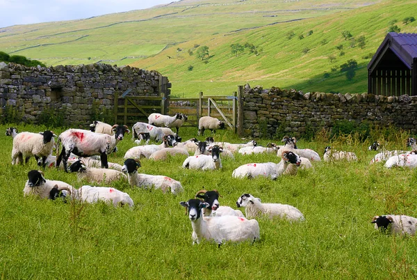Πρόβατα στο Yorkshire στην Αγγλία — Φωτογραφία Αρχείου