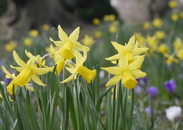 Spring daffodils — Stock Photo, Image