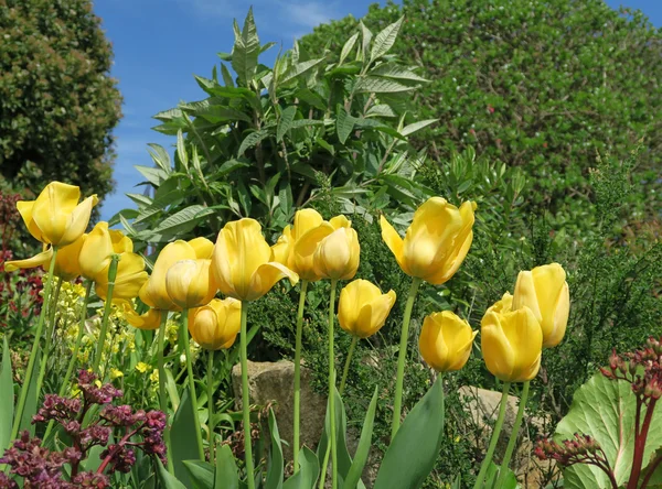 Tulipanes amarillos — Foto de Stock