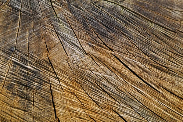 Sección transversal del tronco del árbol envejecido — Foto de Stock