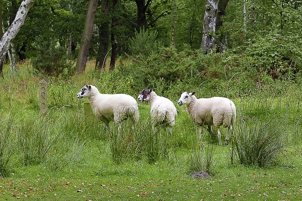 Three sheep in wooded area — Stock Photo, Image