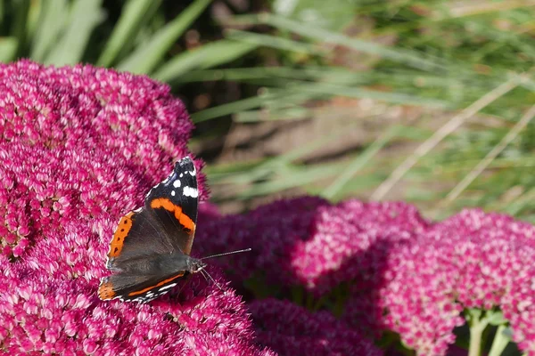 Farfalla dell'ammiraglio rosso sul fiore — Foto Stock