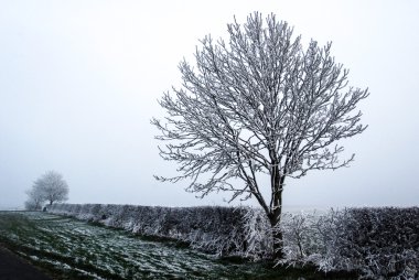 Kış Frost'un ağaç üzerinde