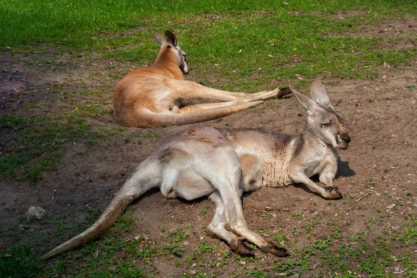 Kırmızı Kanguru Osphranter Rufus Yerde Dişi Erkek Avustralya Özgü Memeliler — Stok fotoğraf