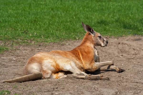 Kangourou Rouge Osphranter Rufus Mâle Sol Mammifère Originaire Australie — Photo