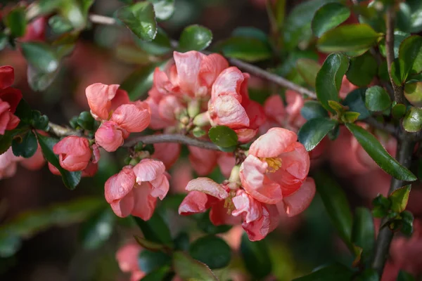 Chaenomeles Superba Colour Trail Ανθοφόρα Κυδώνια Οικογένεια Rosaceae — Φωτογραφία Αρχείου