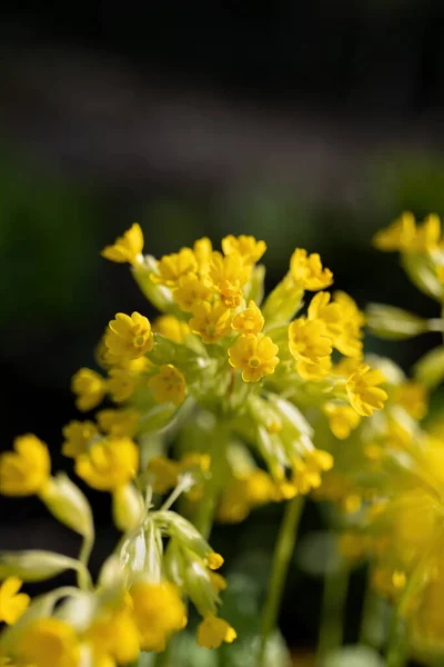 Primula Veris Common Cowslip Перволистник Желтый Семейство Primulaceae Регион Европа — стоковое фото