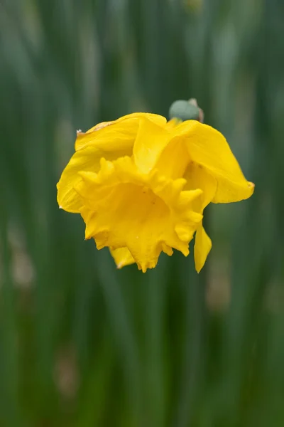 Narcissus Nederländska Master Gul Påsklilja Blomma Familj Amaryllidaceae Makro Skott — Stockfoto