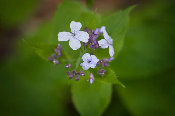 Lunaria Rediviva Perennial Honesty Flowers Flowering Plant Family Brassicaceae Region — Stock Photo, Image