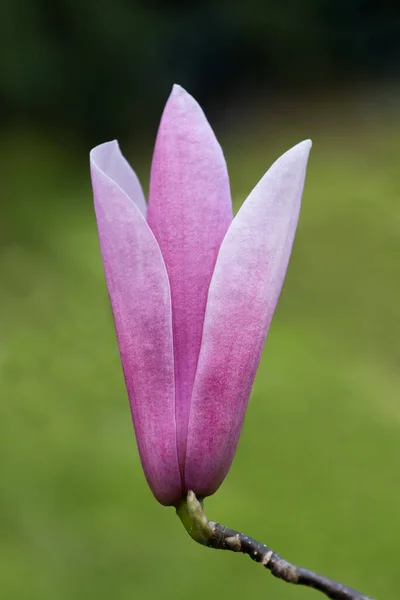 Magnolia Soulangeana Burgundy Flower Macro Οικογένεια Magnoliaceae — Φωτογραφία Αρχείου