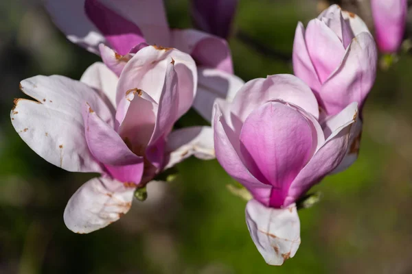 Magnolia Soulangeana Μπουργκάντι Λουλούδια Στην Οικογένεια Magnoliaceae — Φωτογραφία Αρχείου