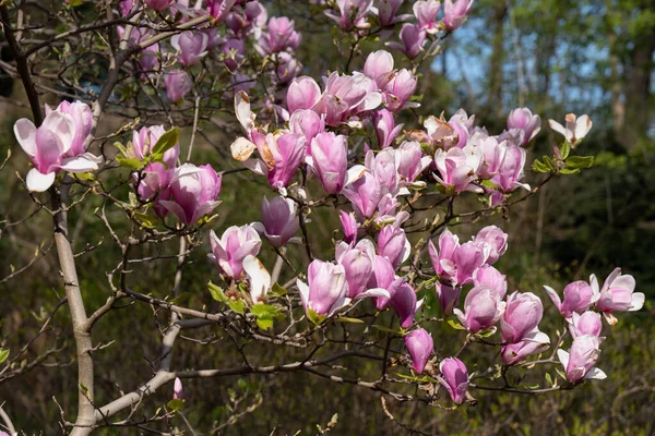 Magnolia Soulangeana Μπουργκάντι Λουλούδια Στην Οικογένεια Magnoliaceae — Φωτογραφία Αρχείου