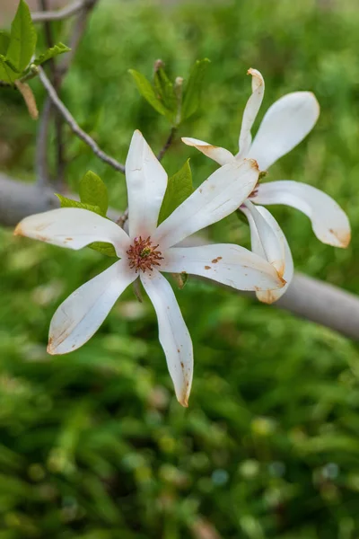 Magnolia Kobus Mokryeon Kobushi Magnolia Λευκά Άνθη Οικογένεια Magnoliaceae Μητρική — Φωτογραφία Αρχείου