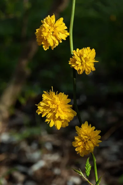 Kerria Japonica Pleniflora Żółte Kwiaty Kwitnące Japońska Róża Japońska Kerria — Zdjęcie stockowe