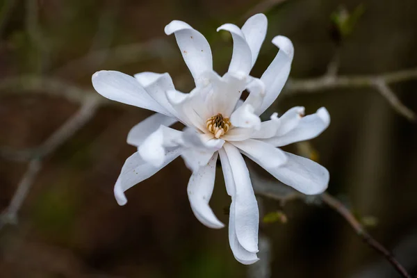 Magnolia Stellata Star Magnolia Flor Branca Família Magnoliaceae Região Nativa — Fotografia de Stock