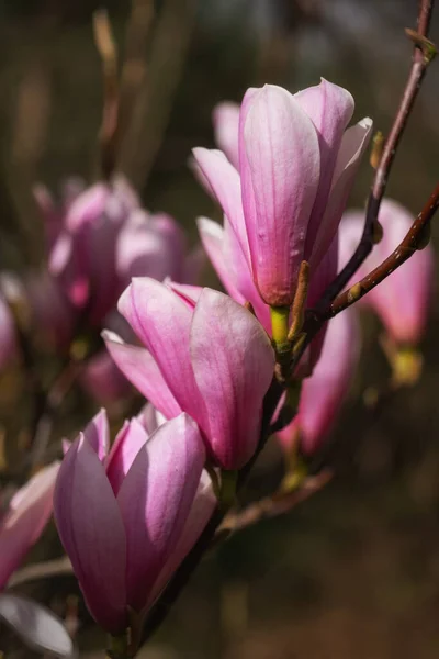 Magnolia Galaxy Λουλούδια Οικογένεια Magnoliaceae — Φωτογραφία Αρχείου