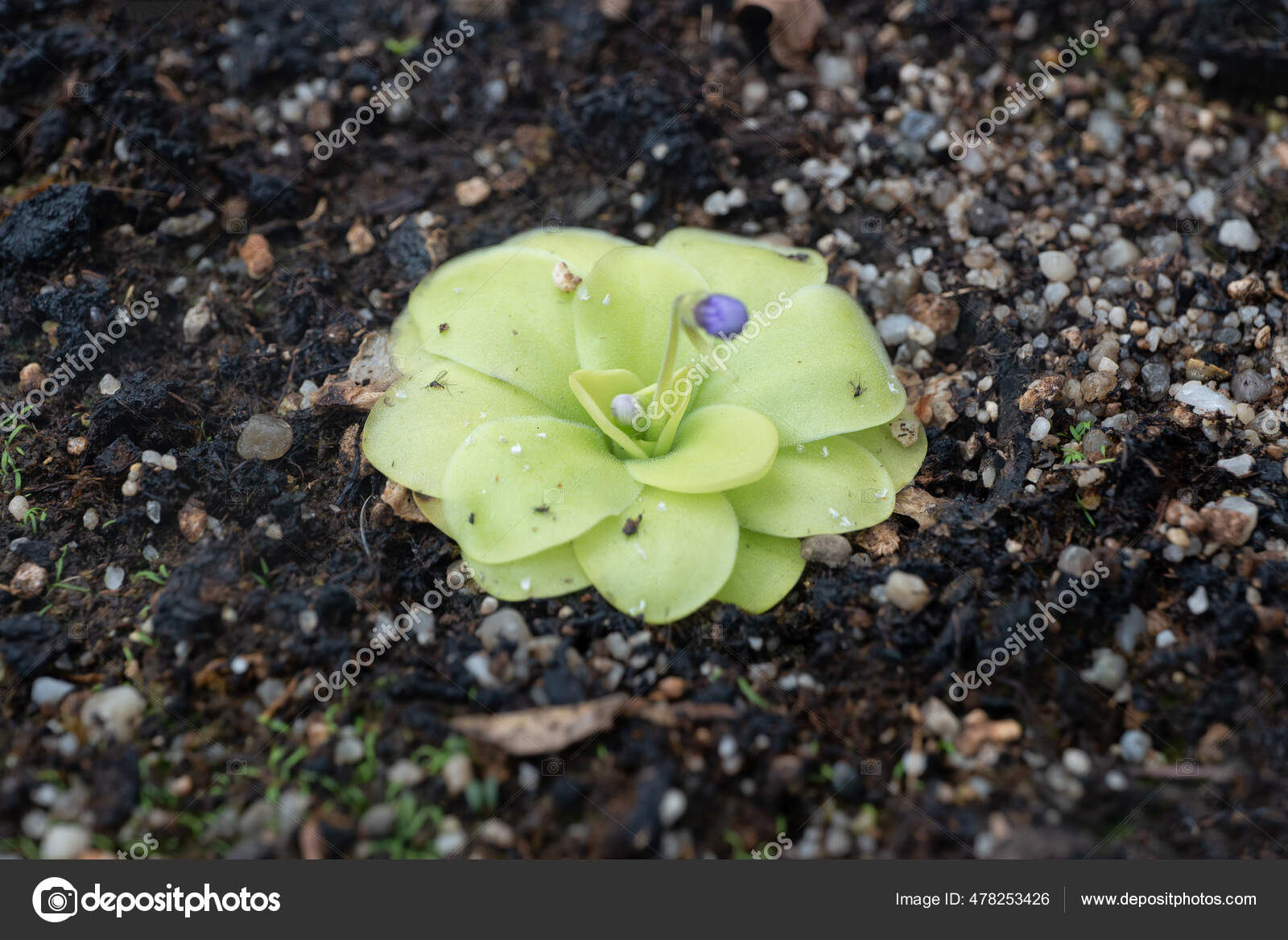 Pinguicula Tina Butterwort肉食性植物 图库照片 C Rognar