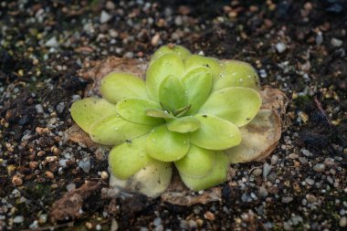 Pinguicula Agnata butterwort carnivorous plant, family: Lentibulariaceae clipart