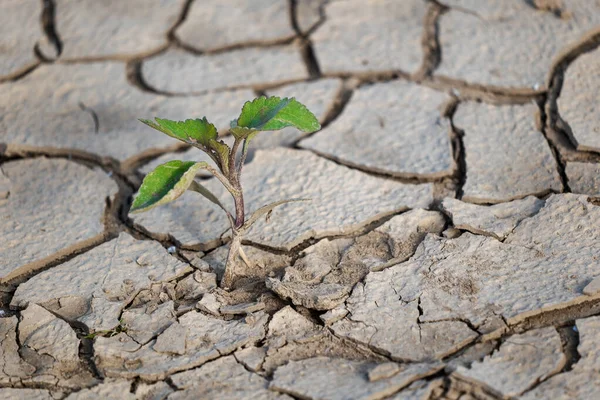 Planta Joven Que Crece Través Grietas Tierra Seca Orilla Del — Foto de Stock