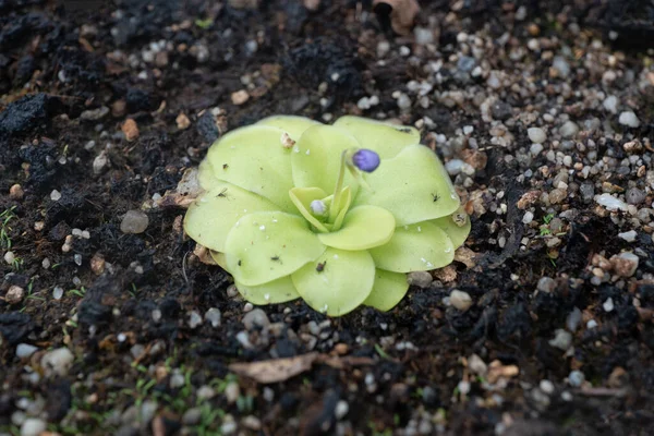 Pinguicula Tina Butterwort Carnivorous Plants — стокове фото