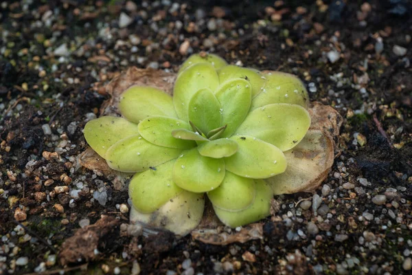Pinguicula Agnata Butterwort Carnivorous Plants Family Lentibulariaceae — стокове фото