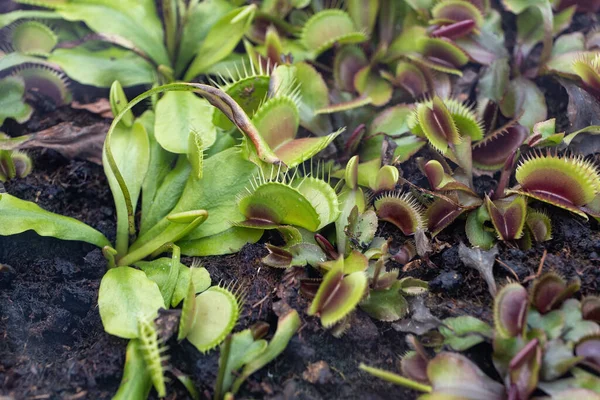 Dionaea Muscula Venus Flytrap Плотоядное Растение Семейство Deraceae Регион Восточное — стоковое фото