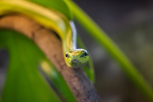 Gonyosoma Oxycephalum Red Tailed Racer Arboreal Ratsnake Red Tailed Green — Stock Photo, Image