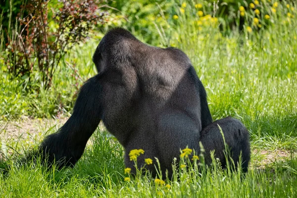 Western Lowland Gorilla Gorilla Gorilla Gorilla Relax Meadow Family Hominidae — Foto Stock