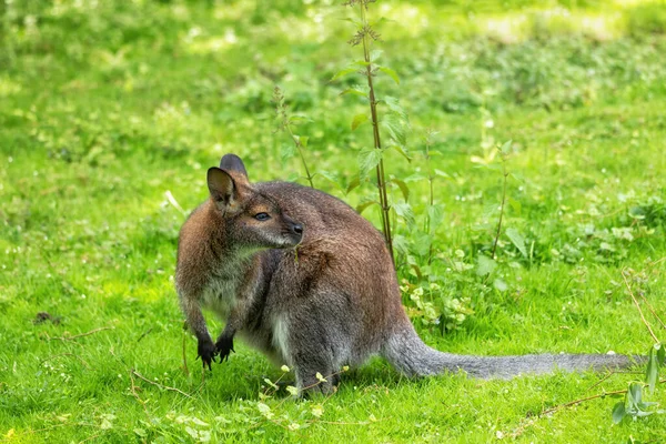 Red Necked Wallaby Macropus Rufogriseus Family Macropodidaem Region Eastern Australia — Stock Photo, Image