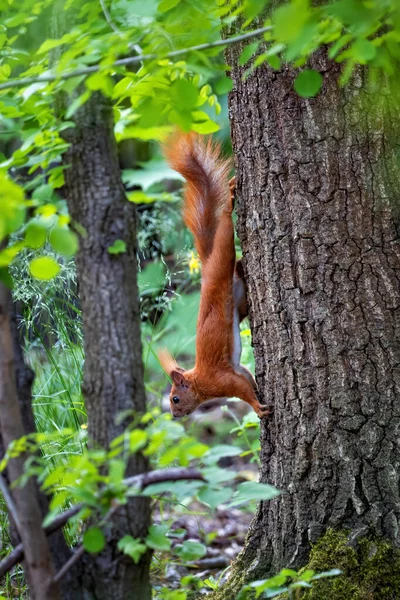 Écureuil Roux Sciurus Vulgaris Sur Arbre Forêt Descendant Rongeur Arboricole — Photo