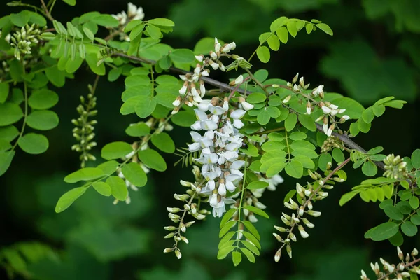 Robinia Pseudoacacia Other Names False Acacia Black Locust Deciduous Tree — Stock Photo, Image