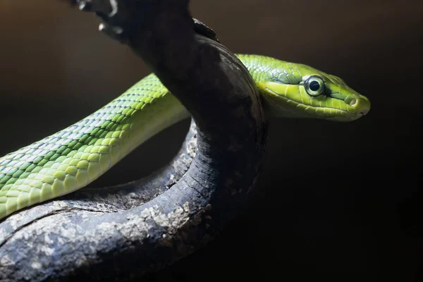 Gonyosoma Oxycephalum Arboreal Ratsnake Red Tailed Racer Red Tailed Green — Stock Photo, Image