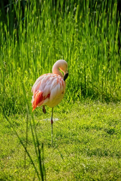 Chilensk Flamingo Phoenicopterus Chilensis Fugl Ved Innsjøens Kyst Familie Phoenicopteridae – stockfoto