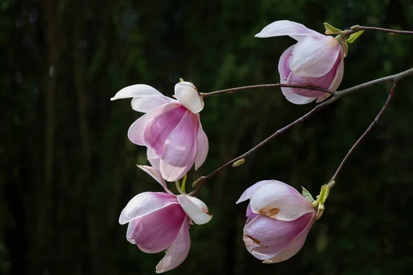 Magnolia Soulangeana Sundew Flowers Dark Background Οικογένεια Magnoliaceae — Φωτογραφία Αρχείου