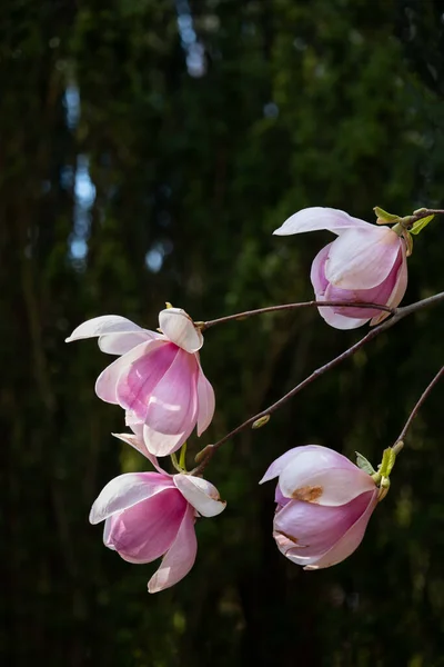 Magnolia Soulangeana Sundew Flowers Dark Background Οικογένεια Magnoliaceae — Φωτογραφία Αρχείου