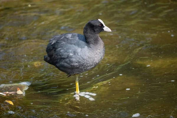 Tek Bir Avrasya Yaban Ördeği Fulica Atra Kuşu Sığ Kanal — Stok fotoğraf