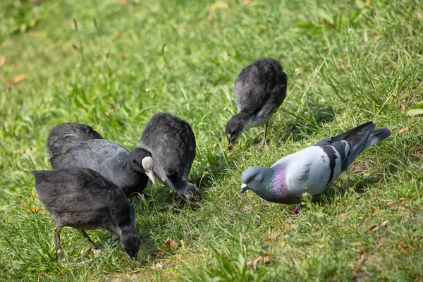 Coot Eurasiático Fulica Atra Aves Adultas Juvenis Alimentam Grama Acompanhado — Fotografia de Stock
