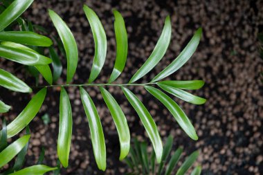 Long leaves of Zamia integrifolia L.f. ex Aiton woody cycad plant in family: Zamiaceae clipart