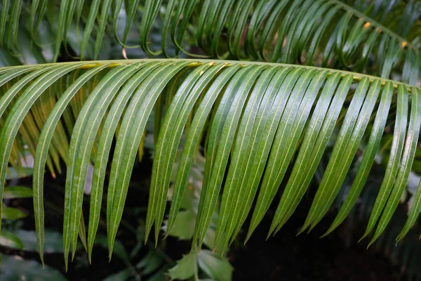 Cycas Circinalis Sago Palm Queen Filo Fern Palm Queen Sago — стоковое фото