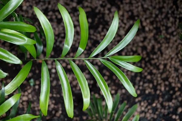 Длинные Листья Zamia Integrifolia Aiton Woody Cycad Plant Family Zamiaceae — стоковое фото