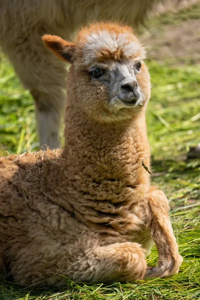 Alpaca Lama Pacos Baby Resting Ground Family Camelidae Native Region — Stock Fotó
