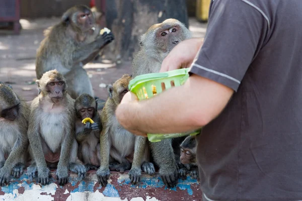 Scimmie Macaco Alimentazione Turistica — Foto Stock