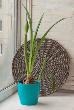 Bud Hippeastrum mavi tencerede