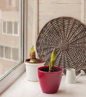 Tomurcukları Hippeastrum tencere
