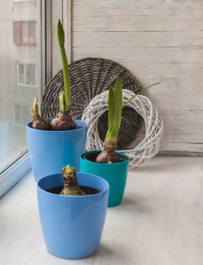 Mavi tencere Hippeastrum bitkiler ile