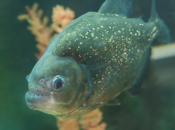 Peixes piranha nadando em aquário — Fotografia de Stock